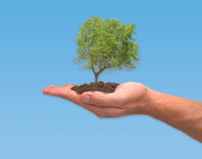 Consejos para plantar un árbol Consejos para plantar un árbol