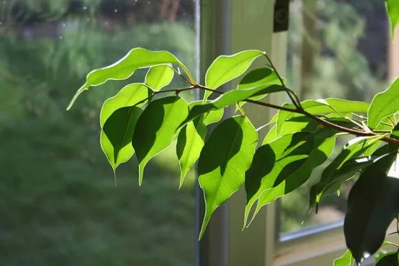 Un árbol de fácil cultivo: ficus Un árbol de fácil cultivo: ficus
