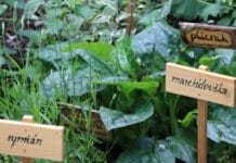 Plantas para hacer un jardín medicinal medicinales
