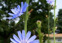 Propiedades de la Achicoria achicoria
