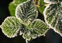 Cuida las plantas de las heladas planta