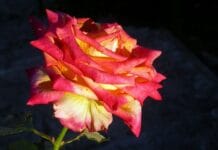 Consejos para plantar esquejes de rosas durante el otoño Consejos para plantar esquejes de rosas durante el otoño