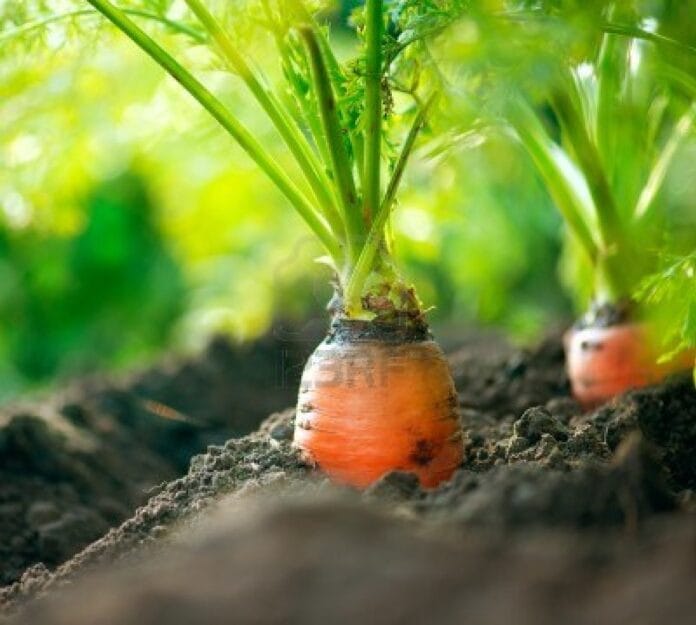 zanahorias