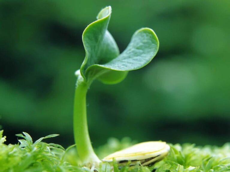 Cómo multiplicar tus plantas Cómo multiplicar tus plantas