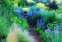 ¿Cómo plantar vivaces y perennes? plantas