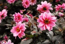 Cultivo y cuidado de las herbáceas plantas