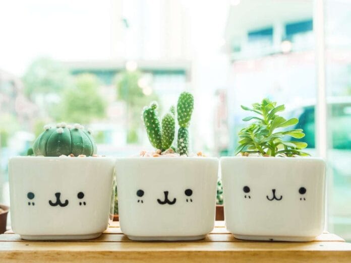 Adorable indoor cactus garden.