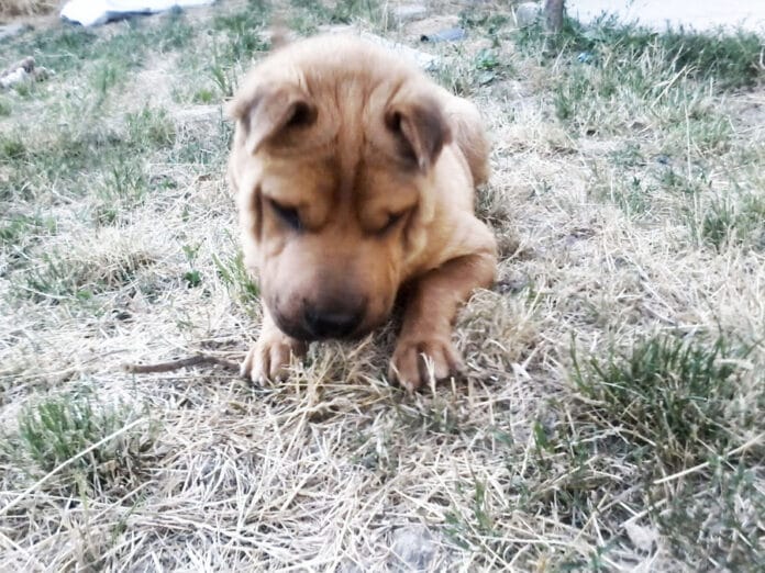 perro