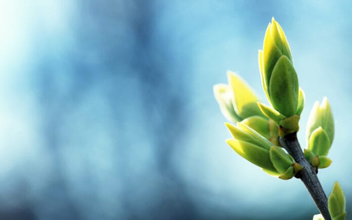 planta