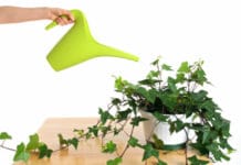 Planta de interior en verano II regar