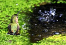 Lentejas de agua ¿cómo eliminarlas? colibri