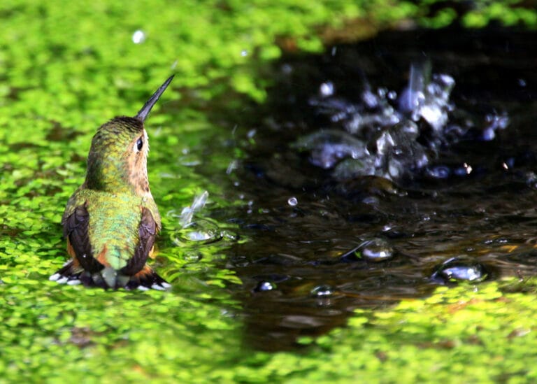 Lentejas de agua ¿cómo eliminarlas? Lentejas de agua ¿cómo eliminarlas?