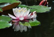 Decora con la planta del Nenúfar nenufar