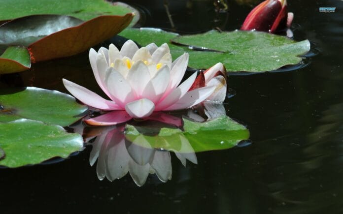 nenufar