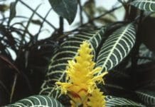 Cuidados de la planta Afelandra planta