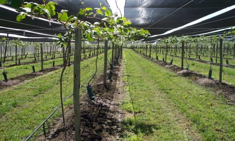 ¿Cómo cultivar kiwis en casa? ¿Cómo cultivar kiwis en casa?