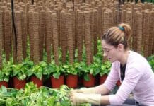 Reproducción por gajos Como realizar gajos