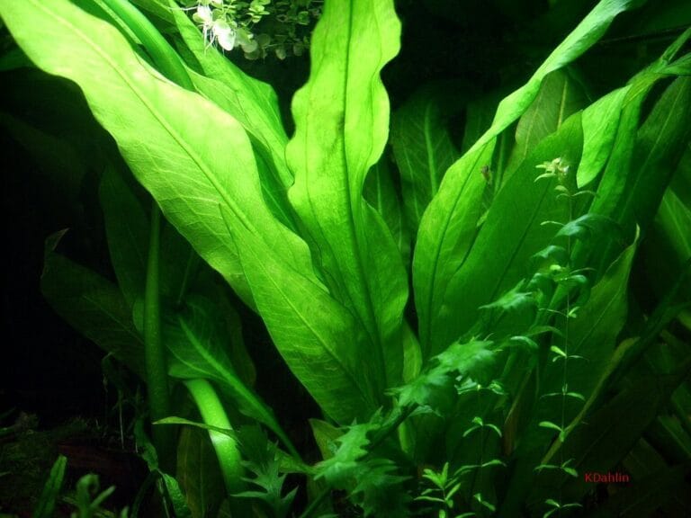 planta