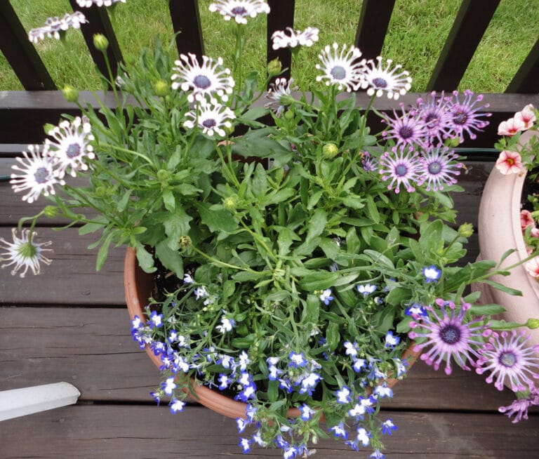 Cómo conservar la humedad en las plantas Cómo conservar la humedad en las plantas