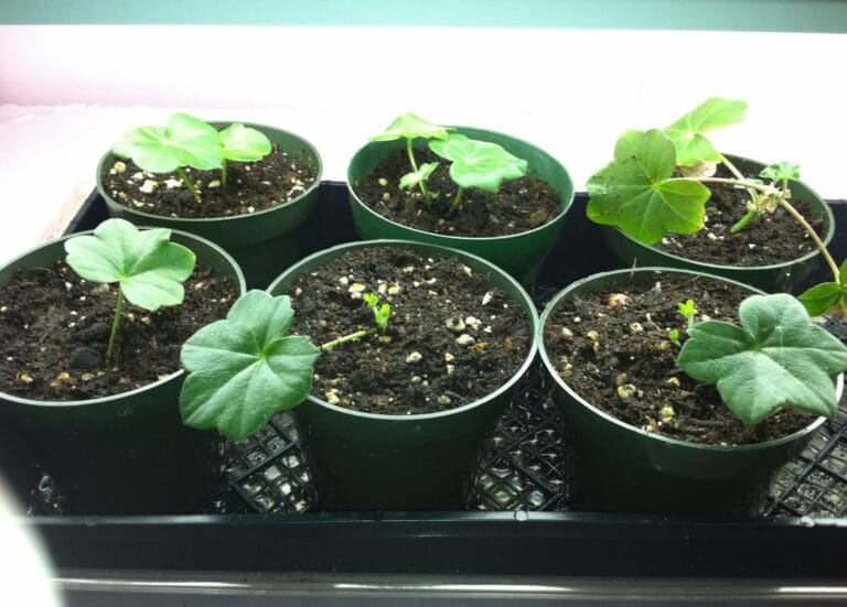 Esquejes de Geranio ¿Qué hacer para que agarren mejor?