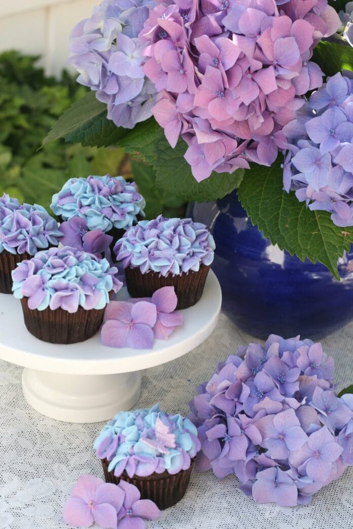 hortensia