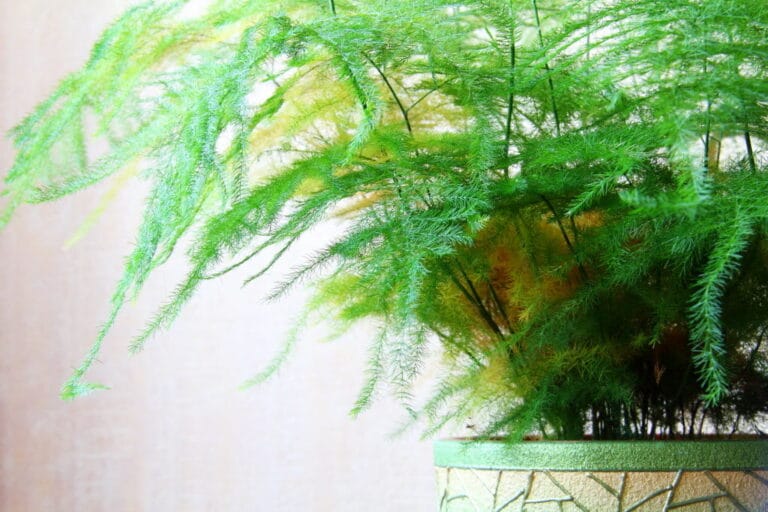 Plagas comunes en los Helechos Plagas comunes en los Helechos