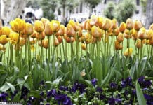 Consejos básicos para el cuidado de los Tulipanes tulipanes