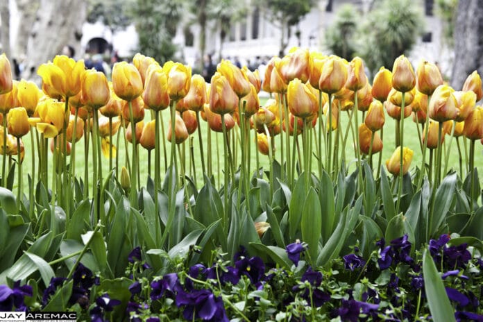 tulipanes