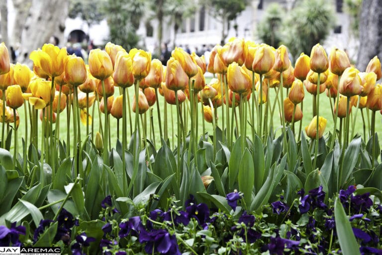 Consejos básicos para el cuidado de los Tulipanes Consejos básicos para el cuidado de los Tulipanes