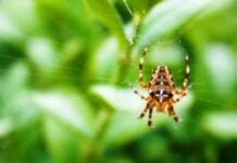 Beneficios de las arañas en nuestro huerto araña