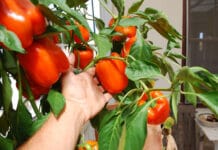 Cómo cultivar pimientos en casa pimientos