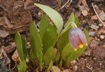 Multiplicación de las plantas bulbosas Multiplicación de las plantas bulbosas