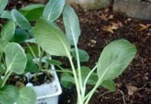 Cómo trasplantar tus plantas favoritas como trasplantar