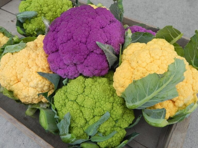 Aprende a cultivar la coliflor Aprende a cultivar la coliflor