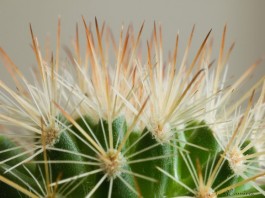 El Rol De Las Espinas En Las Plantas