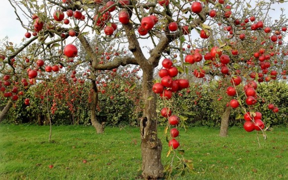 Suelo para arboles frutales
