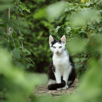 gatos-jardín
