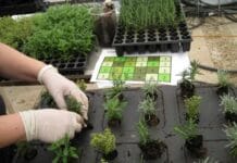 Jardines sostenibles (Parte II) Jardines sostenibles