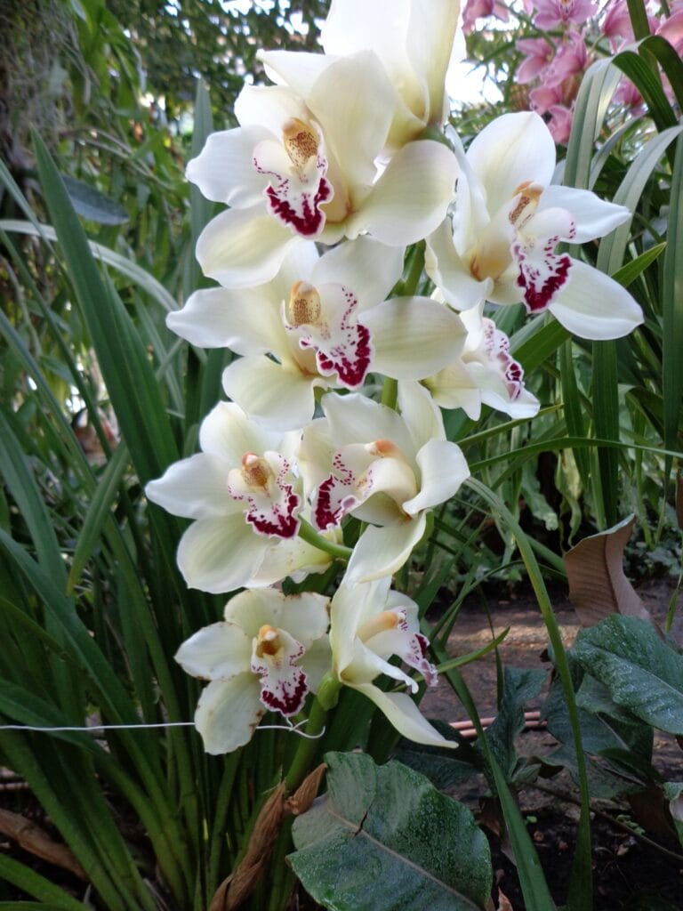Cómo cuidar las Orquídeas Cómo cuidar las Orquídeas