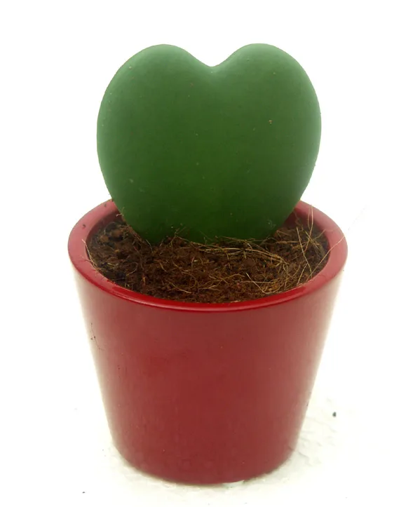 planta-del-corazón