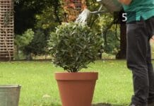 Cómo plantar un arbusto en una maceta plantar arbusto en una maceta