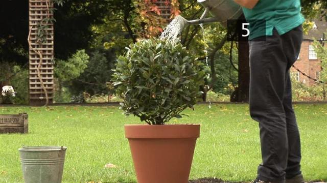 Cómo plantar un arbusto en una maceta
