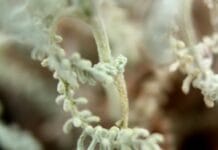 Recolección de plantas aromáticas (Parte II) Plantas aromaticas