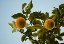 Diferentes cítricos ornamentales Citricos para tu jardin