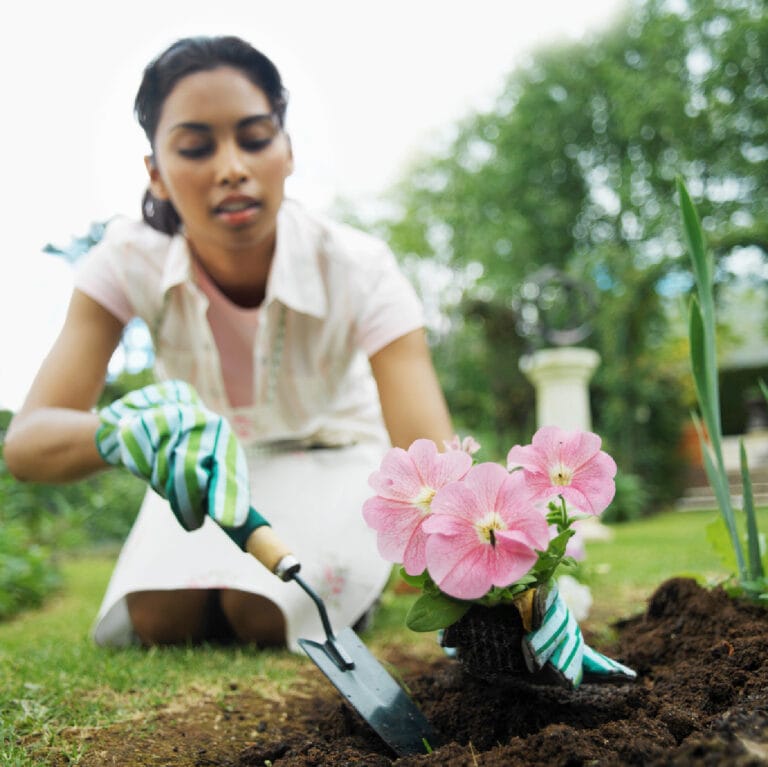 Consejos para que tu plantación sea todo un éxito Consejos para que tu plantación sea todo un éxito
