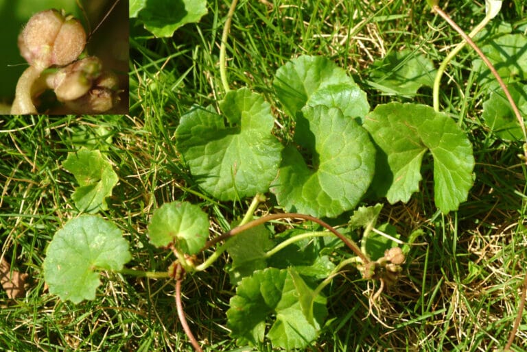 Centella asiática para decorar tus jardines Centella asiática para decorar tus jardines