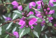 Algunas enfermedades y hongos que perjudican a las hojas Enfemedades que provocan manchas