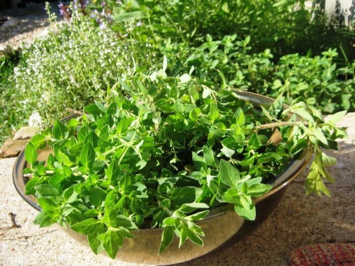 plantas aromaticas