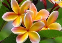 Consejos para cultivar plumeria Cuidados de la plumeria