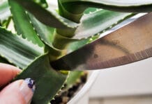 5 Pasos para podar una planta de Aloe Vera podar una planta